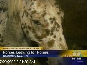 07/30/08: Sullivan County Rescue Horse Auction