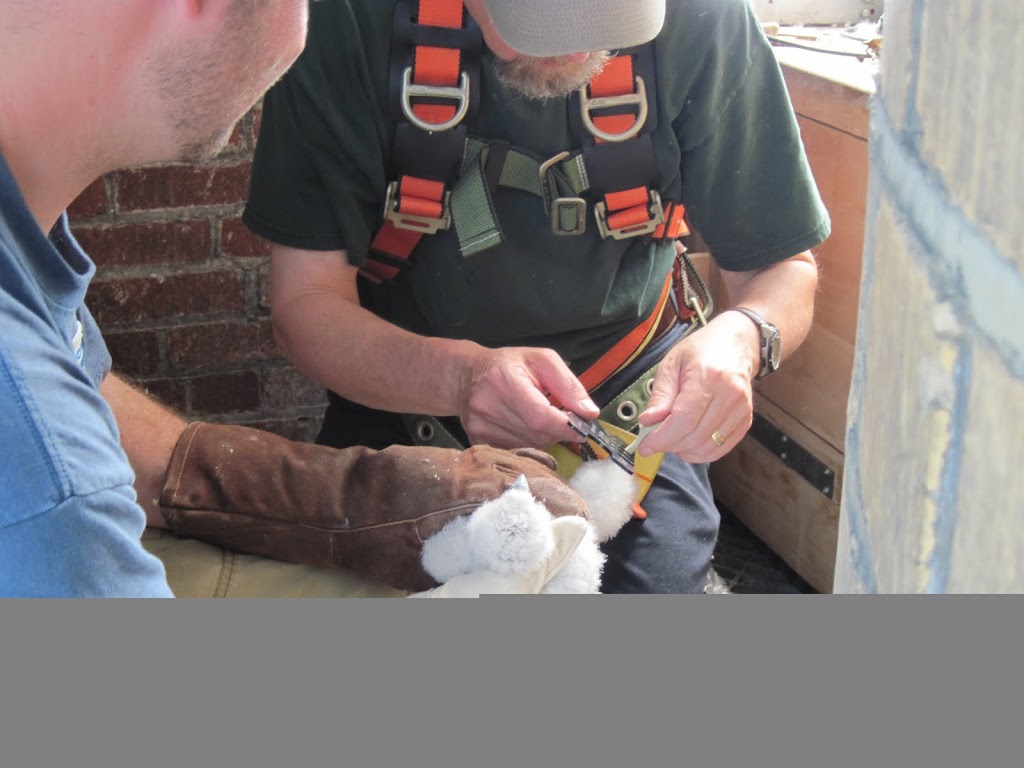 05/25/10: State Biologists band UB Peregrine falcon chicks