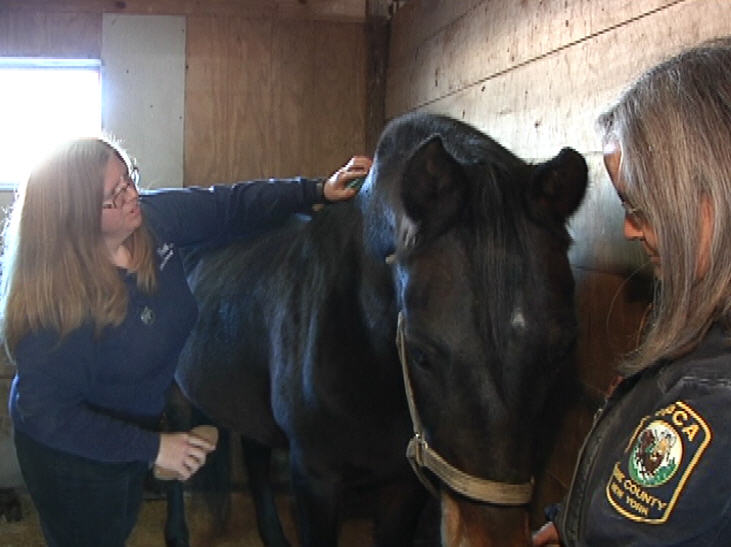 11/15/10: Caring for rescued horses costs SPCA $350,000