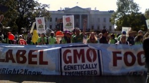 gmo