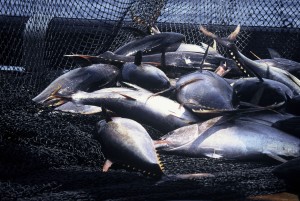 Yellowfin Tuna (Thunnus albacares)