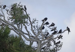 snake-key-near-seahorse-key-bird-island-mystery