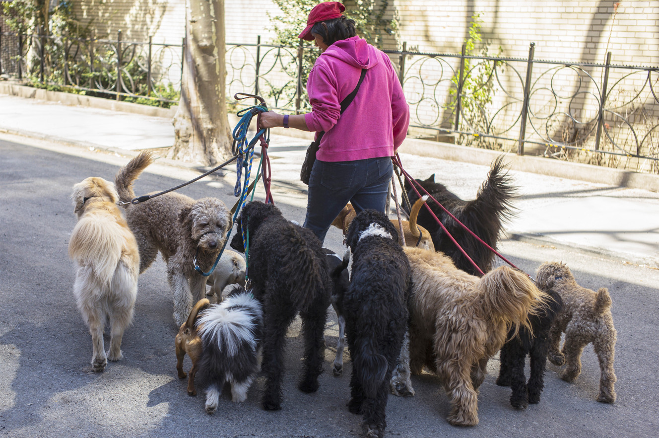 07/29/17 : Some NYC pet-sitters may be in the dog house over pet boarding licensing laws